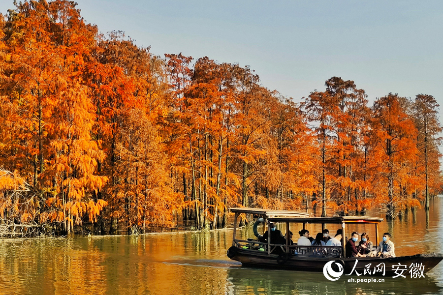 安徽来安 万杉红遍醉深秋，候鸟归巢绘生态